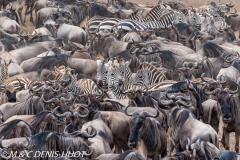 Wildebeest migration