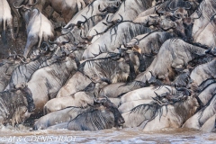 Migration des gnous / Wildebeest migration