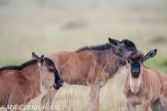 Gnou / Wildebeest