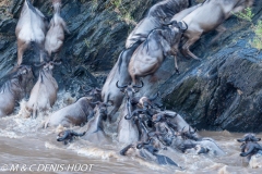 Migration des gnous / Wildebeest migration