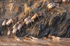 Migration des gnous / Wildebeest migration