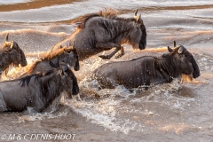 Migration des gnous / Wildebeest migration