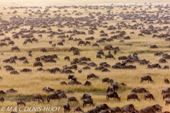 Wildebeest migration