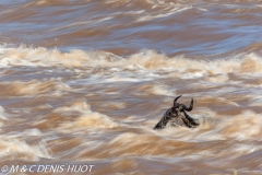 Wildebeest migration