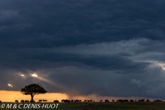 Migration des gnous / Wildebeest migration