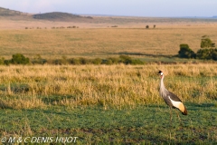 grue royale / crowned crane