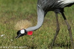 grue royale / crowned crane