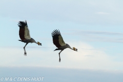 grue royale / crowned crane