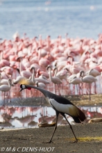 grue royale / crowned crane