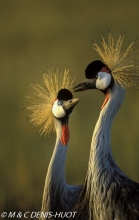 grue royale / crowned crane