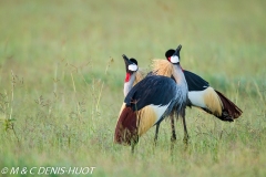 grue royale / crowned crane