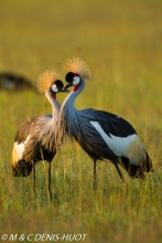 grue royale / crowned crane