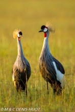 grue royale / crowned crane