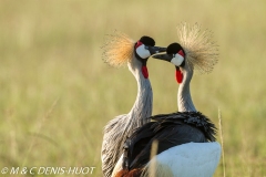 grue royale / crowned crane