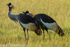 grue royale / crowned crane