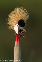 grue royale / crowned crane