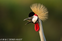 grue royale / crowned crane