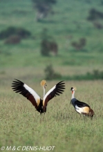 grue royale / crowned crane