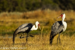 grue caronculée / wattled Crane