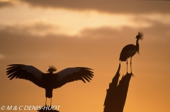 grue royale / crowned crane