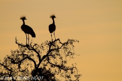 grue royale / crowned crane