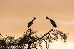 grue royale / crowned crane