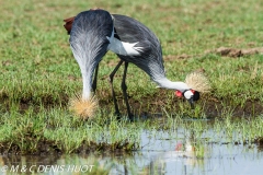 grue royale / crowned crane