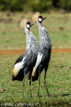 grue royale / crowned crane
