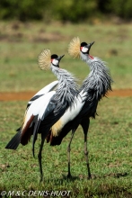 grue royale / crowned crane