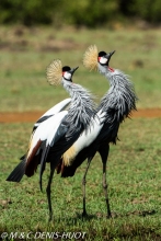 grue royale / crowned crane