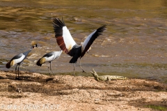 grue royale / crowned crane