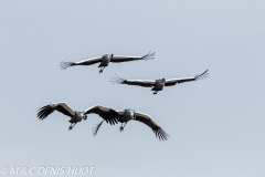 grue royale / crowned crane