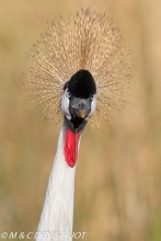 grue royale / crowned crane