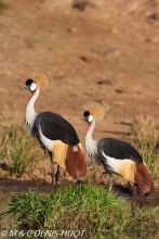 grue royale / crowned crane