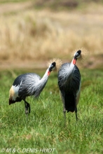 grue royale / crowned crane