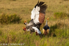 grue royale / crowned crane