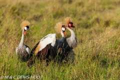 grue royale / crowned crane