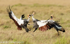 grue royale / crowned crane