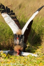 grue royale / crowned crane