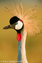 grue royale / crowned crane