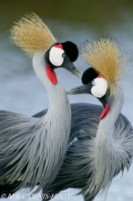 grue royale / crowned crane