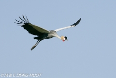 grue royale / crowned crane