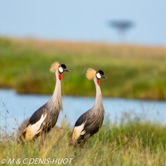 grue royale / crowned crane