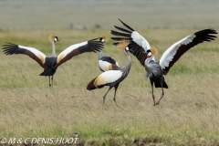 grue royale / crowned crane