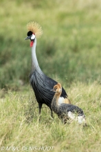 grue royale / crowned crane