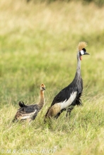grue royale / crowned crane