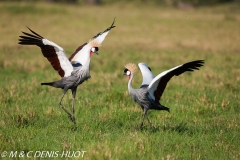 grue royale / crowned crane