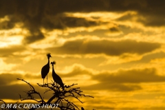 grue royale / crowned crane