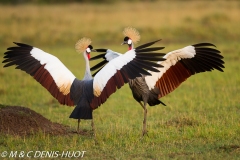 grue royale / crowned crane