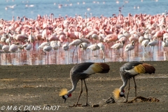 grue royale / crowned crane